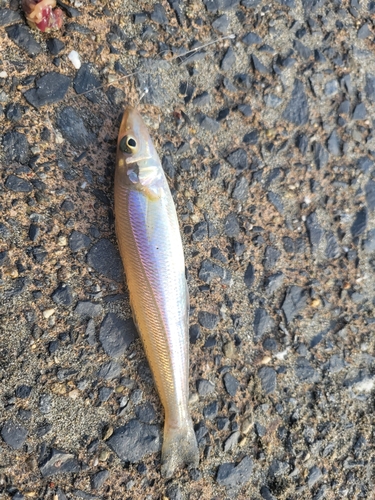 キスの釣果