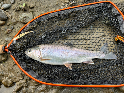 ニジマスの釣果