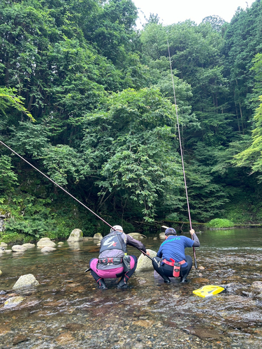 アユの釣果