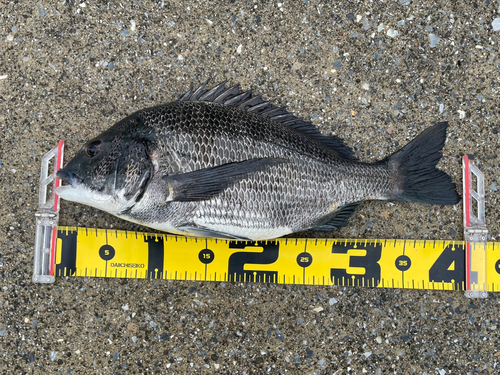 クロダイの釣果