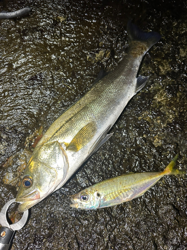 マルスズキの釣果