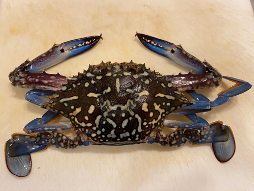 タイワンガザミの釣果