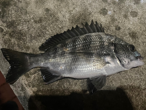 クロダイの釣果