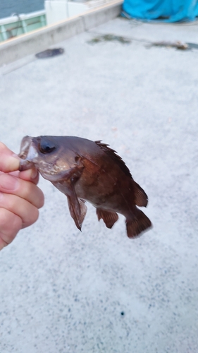 メバルの釣果