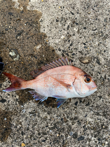 タイの釣果