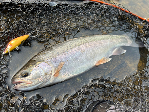 ニジマスの釣果