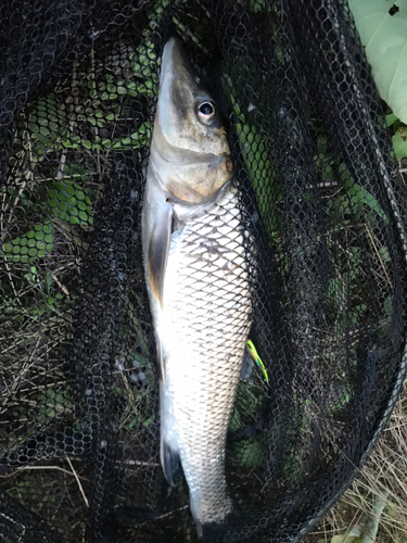 ニゴイの釣果