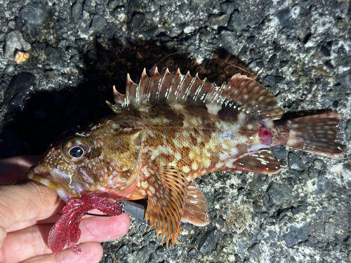 カサゴの釣果