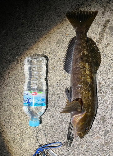 アブラコの釣果