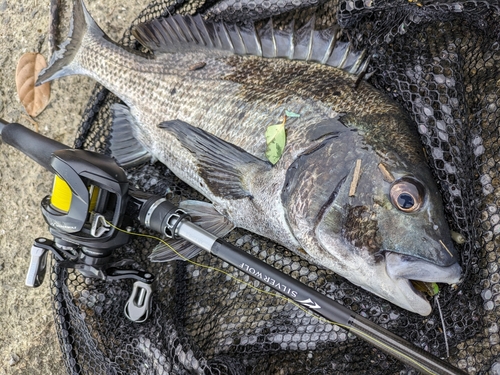 チヌの釣果