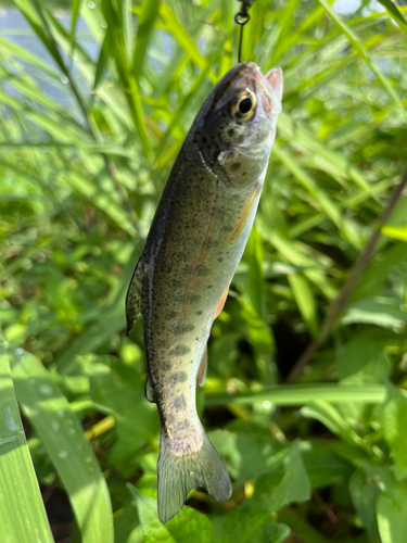 ヤマメの釣果