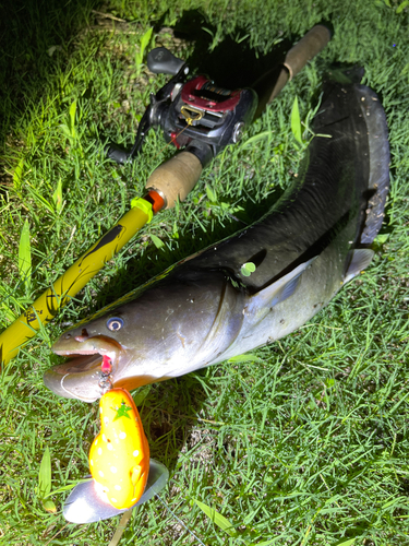 ナマズの釣果