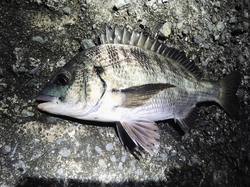 クロダイの釣果