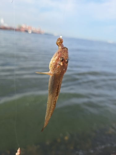 ハゼの釣果