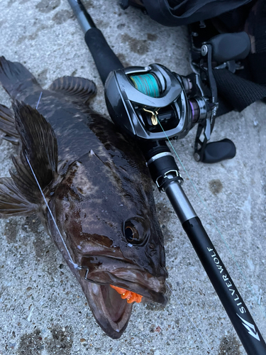 タケノコメバルの釣果