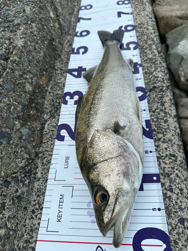 シーバスの釣果