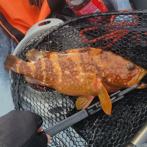 アコウの釣果