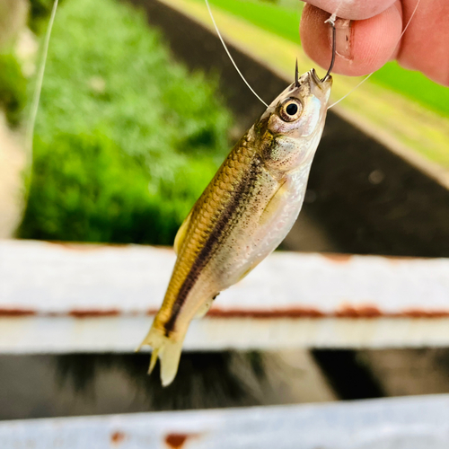 モロコの釣果