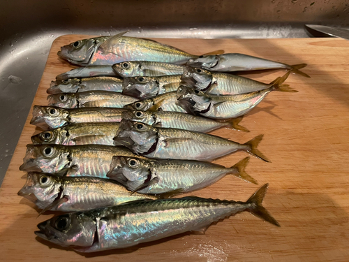 アジの釣果