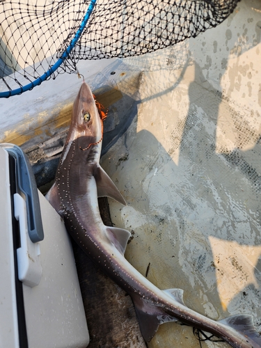 ホシザメの釣果