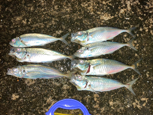 アジの釣果