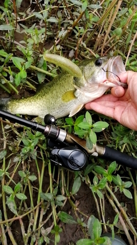 ブラックバスの釣果