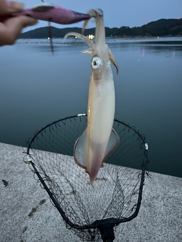 ケンサキイカの釣果