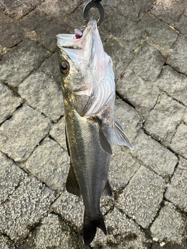 セイゴ（マルスズキ）の釣果