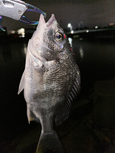 キビレの釣果