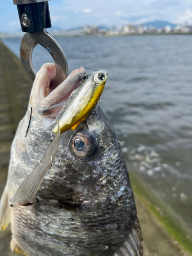 キビレの釣果