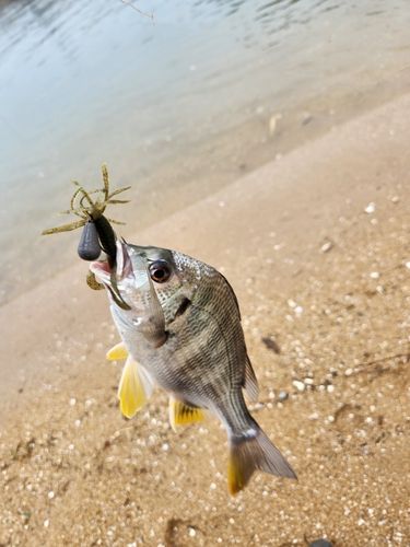 キビレの釣果