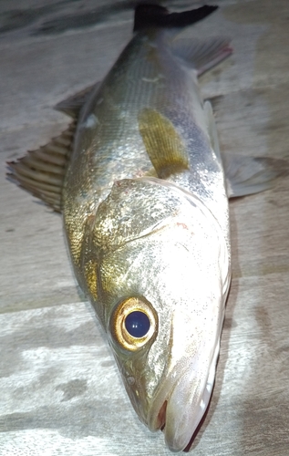 セイゴ（マルスズキ）の釣果