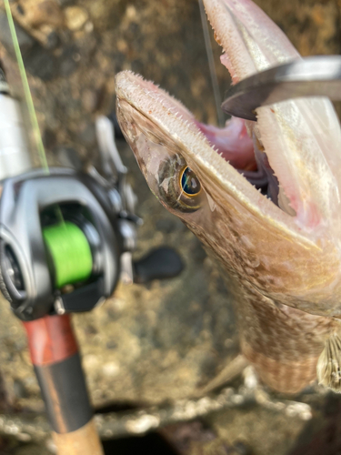 エソの釣果