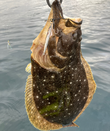 ヒラメの釣果