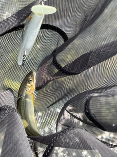 アユの釣果