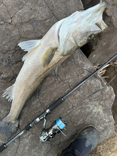 マルスズキの釣果