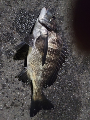 クロダイの釣果