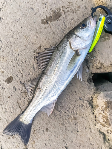 シーバスの釣果