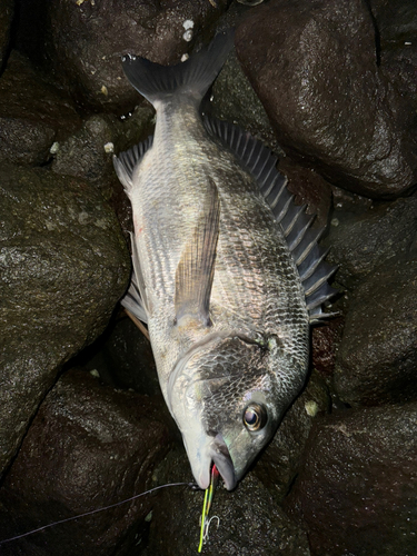 クロダイの釣果