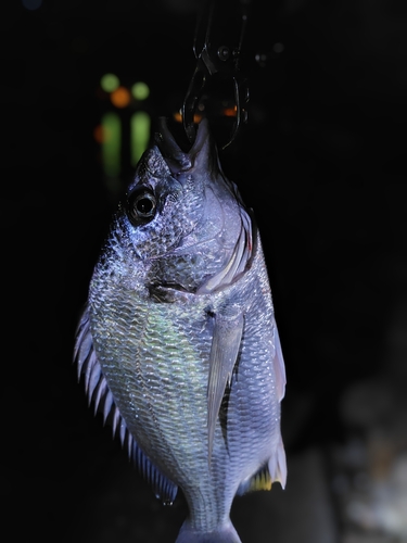 キビレの釣果