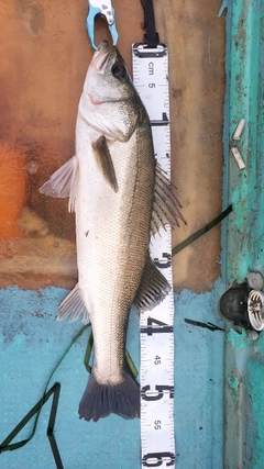 シーバスの釣果