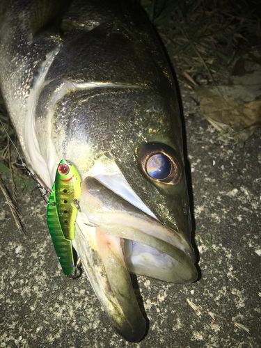 シーバスの釣果