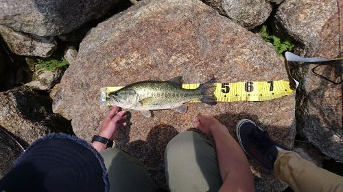 ブラックバスの釣果