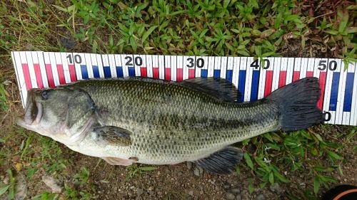 ブラックバスの釣果