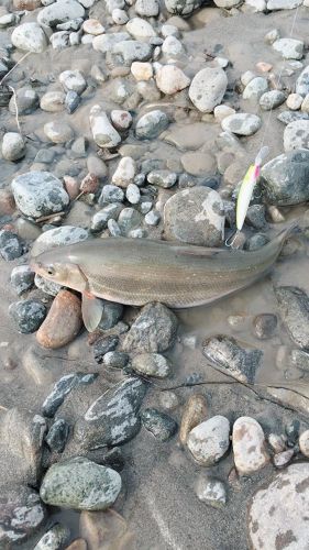 ウグイの釣果