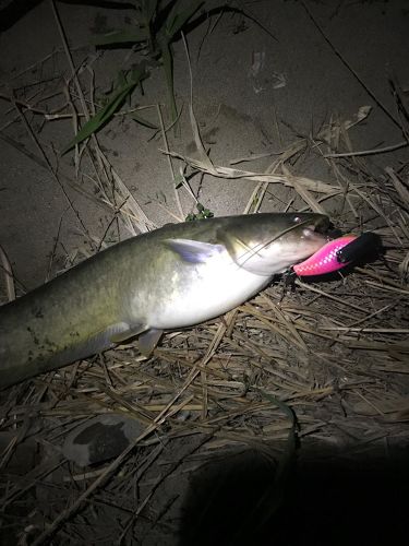 ニホンナマズの釣果