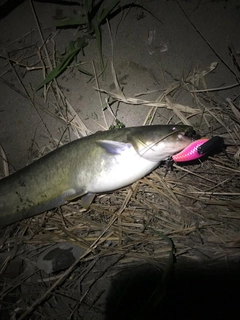 ニホンナマズの釣果