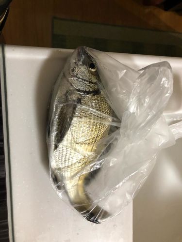 釣果