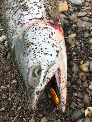 カラフトマスの釣果