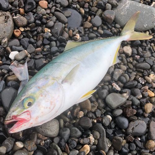 ワカナゴの釣果